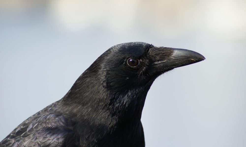 Scientists Studied Ravens-You’ll Never Guess What Their IQ Is
