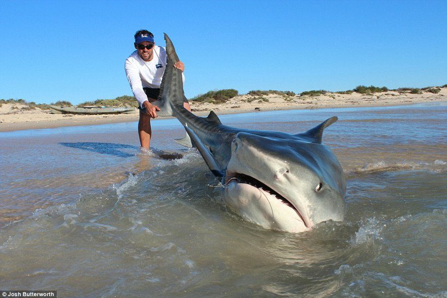 Again?! Fishermen Drag Sharks From Ocean To Take Photos