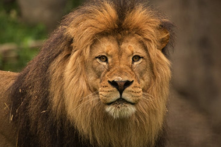 Zoo Cuts Off Part Of Lion’s Tail During Live Kids’ Performance