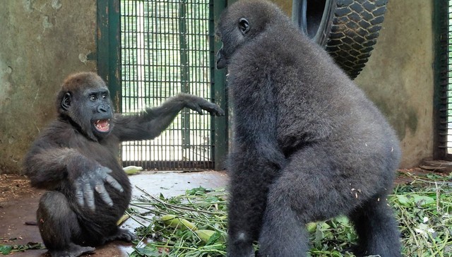 Orphaned Gorilla Has Best Reaction To Meeting New Best Friend [Watch]