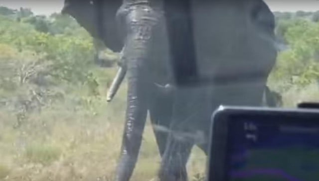 Tourist Learns The Hard Way To NEVER Honk At An Elephant [Watch]