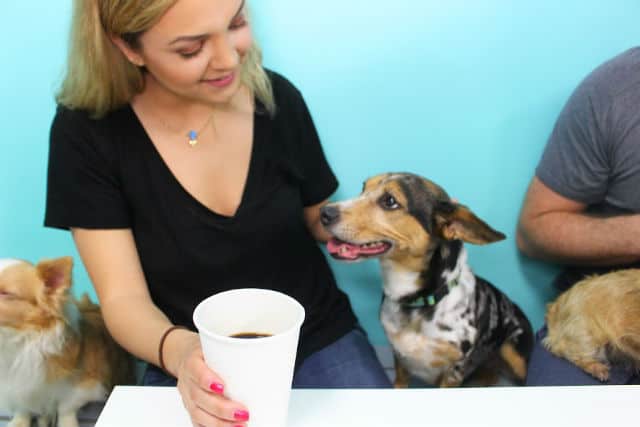 Drink Coffee And Cuddle Adoptable Dogs At America’s First Dog Cafe