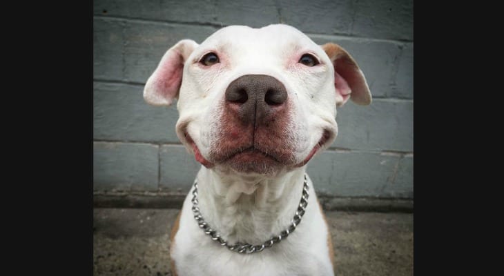Pit Bull Can’t Stop Smiling After Being Rescued From The Streets [Photos]