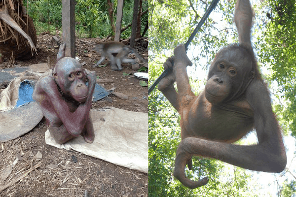 The ‘World’s Saddest Orangutan’ Has Finally Been Set Free!