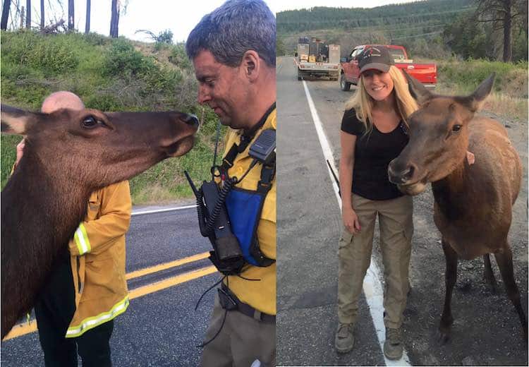 Orphaned Elk Approaches Scene Of Blaze To Affectionally Nuzzle Firefighters