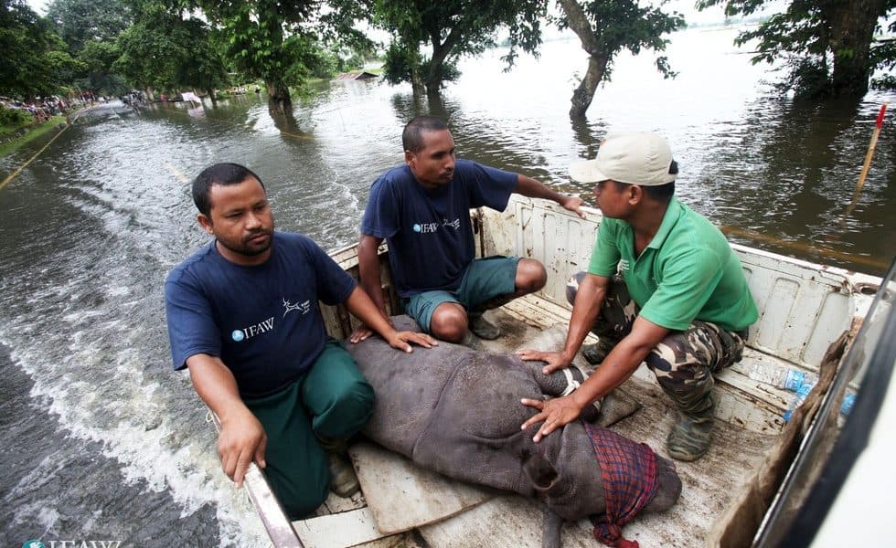 Indian Activists Rescue Baby Rhino From Drowning In Flood [Watch]