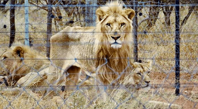 250 Emaciated Lions Found During Trophy Hunting Farm Raid