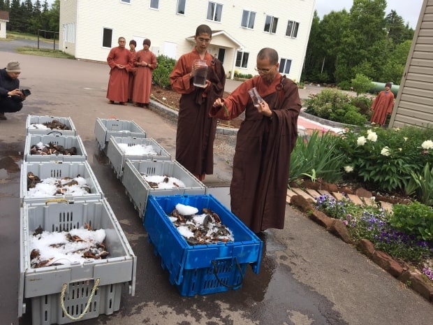 Monks Purchase Hundreds Of Live Lobsters And Release Them To The Ocean