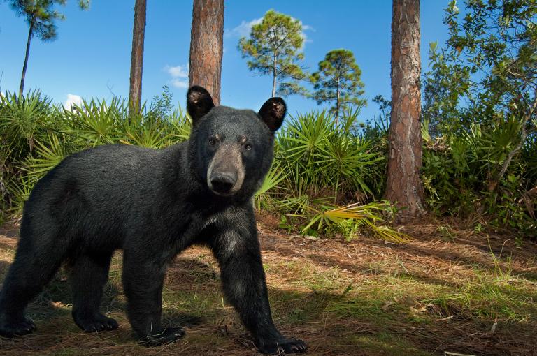 Victory! Florida Calls Off Barbaric Bear Hunt