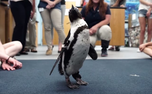 Middle School Students Create 3D-Printed Boot For Endangered African Penguin [Watch]