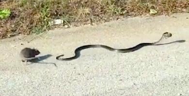 Mother Rat Battles Snake To Save Her Baby – And Wins [Watch]