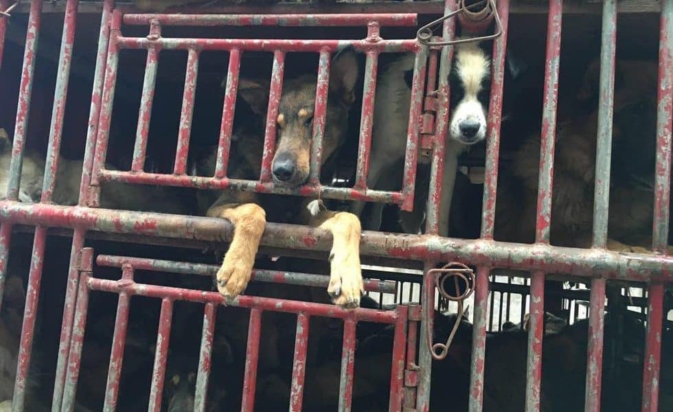 Chinese Activists Stop Truck Transporting 300 Dogs To Be Slaughtered [Watch]