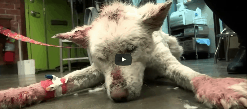 [Watch] Homeless Dog Living In Trash Pile Accepts Help, Now See Her Amazing Transformation!