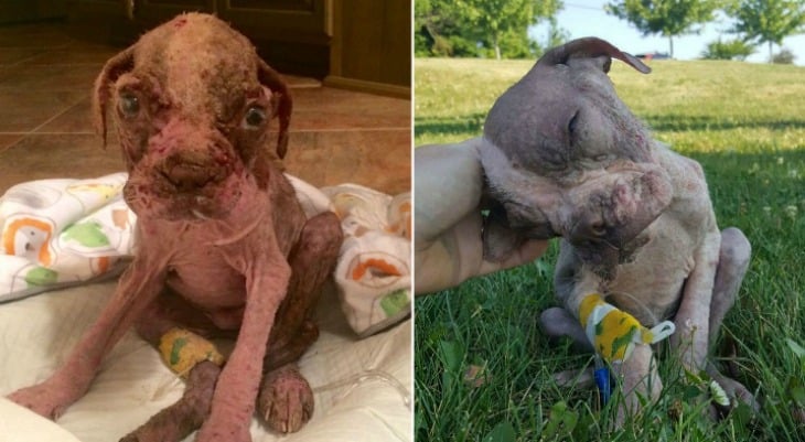 This Puppy Needed A Miracle And Got One – You Won’t Believe His Transformation!