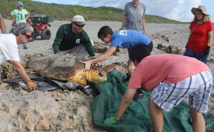 Activists Rescue Turtle Stuck Upside Down In Trench Just In Time