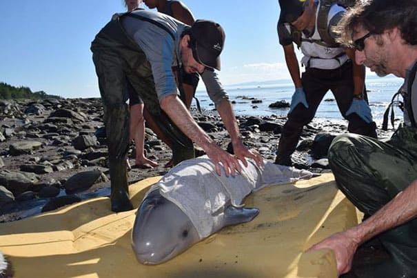 Kids Rescue Newborn Beluga Whale With Quick-Thinking