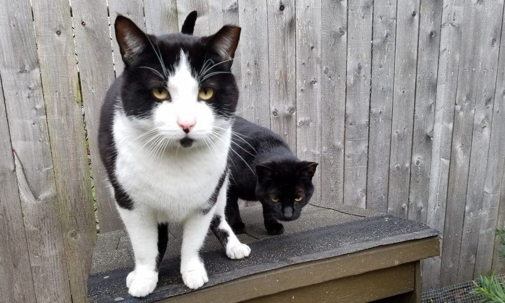 A Shelter Employed THIS Tactic To Find Feral Cats Homes, And It’s Been A Smashing Success!
