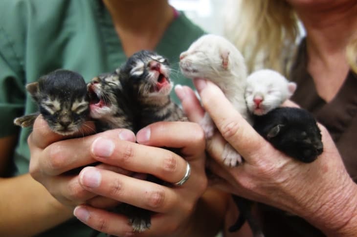This Garbage Man Heard Crying In A Dumpster, But He Didn’t Expect To Find THESE!