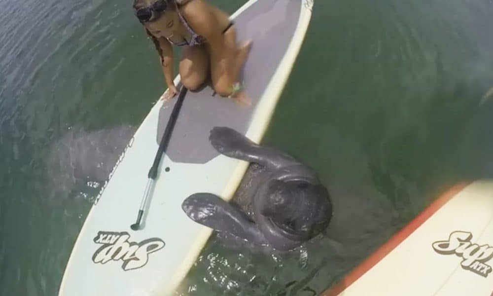 Girl Gets Surprised By Manatee While Paddleboarding On The Ocean [Watch]