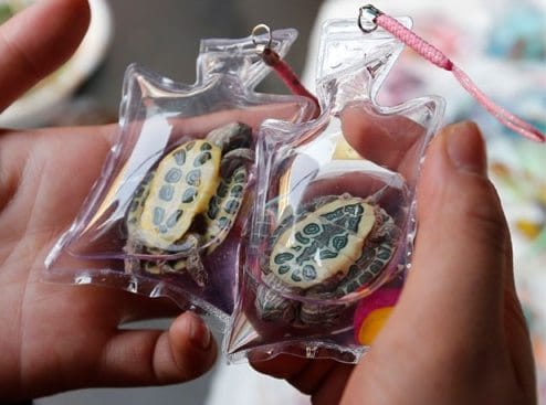 Live Animals Are Being Sold As Trinkets In Tiny Plastic Keychains