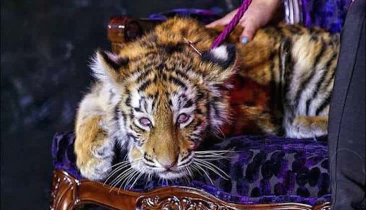 Drugged Tiger Cub Dragged Around Casino During Opening