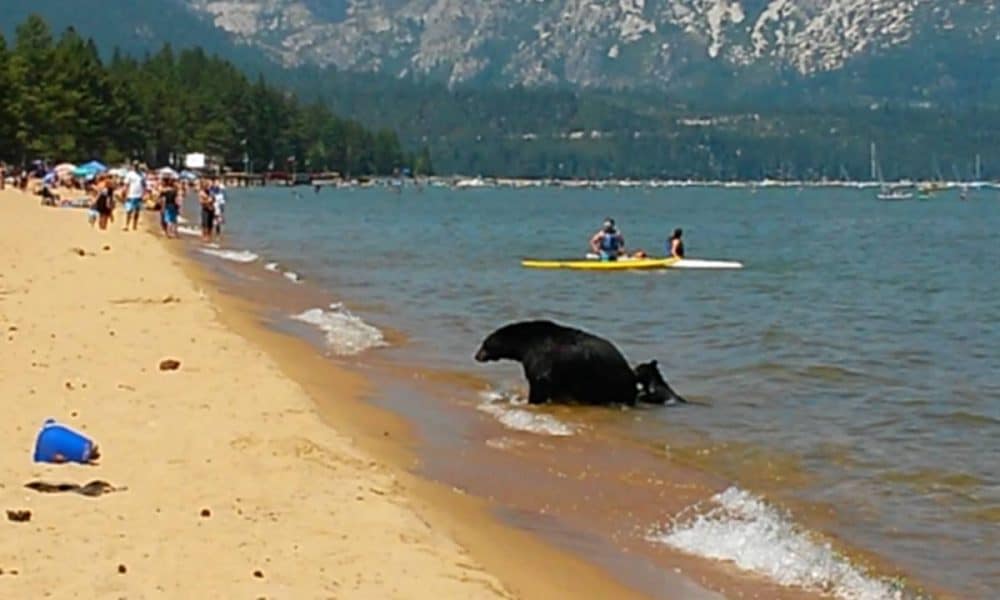 Mama Bear Surprises Tourists By Taking Cubs To The Beach [Watch]