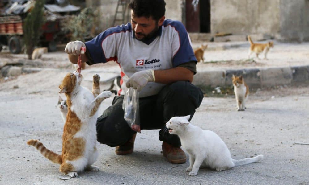 Meet The Activist Who Stayed In Syria To Feed Hundreds Of Abandoned Cats