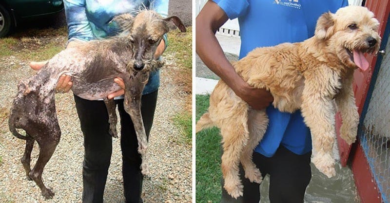 Before & After Transformations Of Rescued Pups Will Inspire Your Faith In Humanity