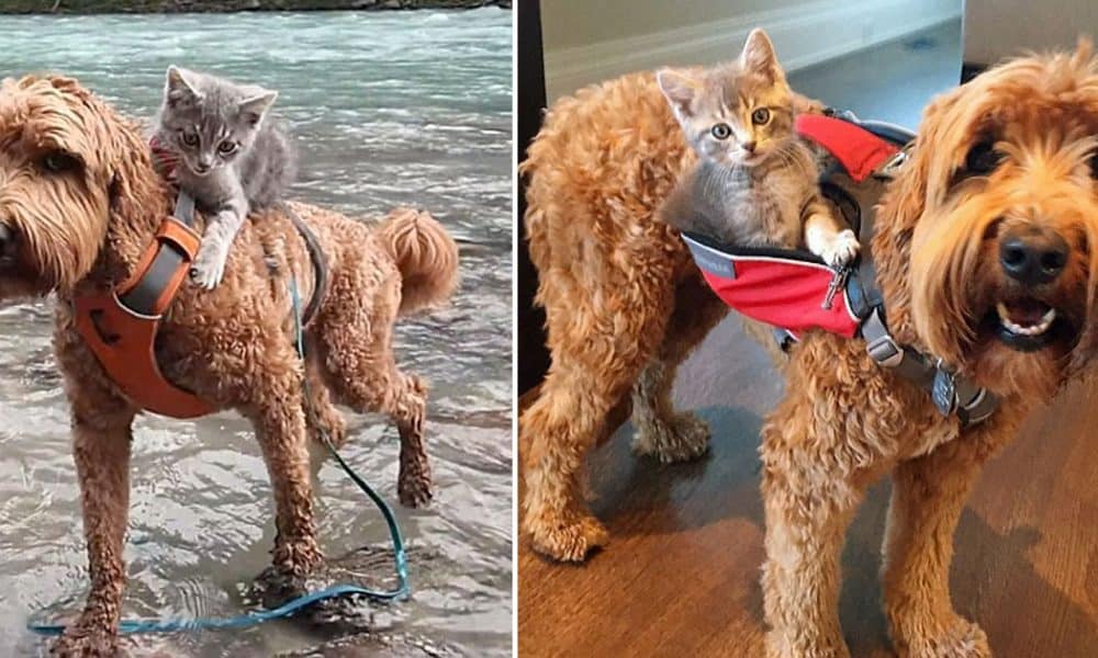 Kitten And Dog Become Best Friends, Go On Epic Adventures Together [Photos]