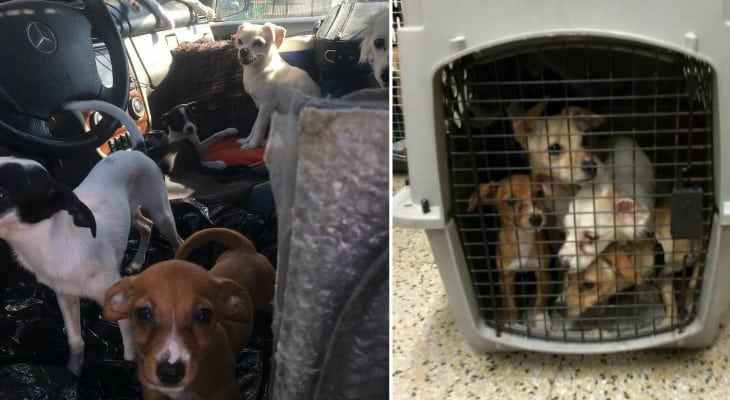 Police Rescue 22 Dogs From Hot Car Owned By Hoarder