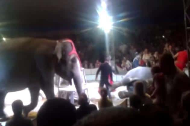 Elephants Rush To Help Friend Who Fell During Cruel Circus Stunt [Watch]