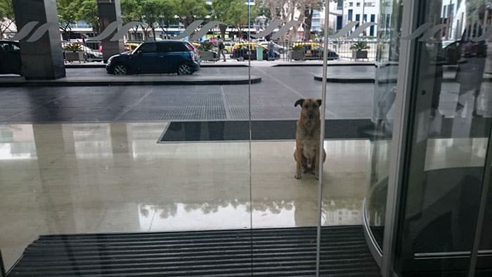 Flight Attendant Adopts Persistent Dog Who Kept Waiting For Her Outside Hotel