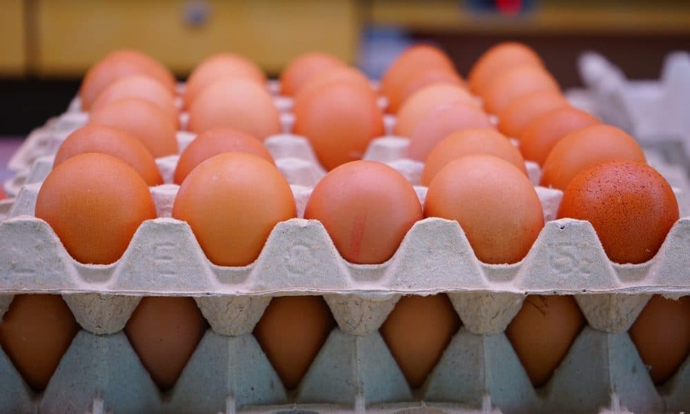 Disturbing Video Exposes Exactly How Modern Factories Produce Eggs [Watch]