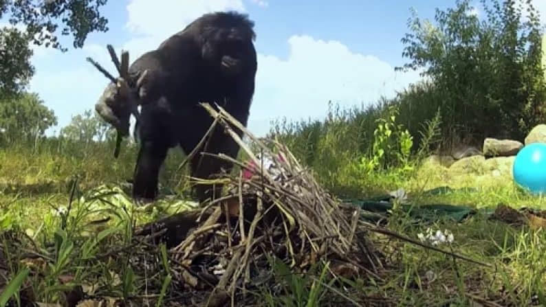 This Bonobo Starts Fires, Cooks His Own Food, AND Knows 3,000 English Words [Watch]