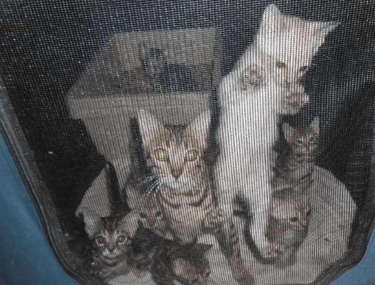 Kitten Farm In Australia Raided, Operator Fined Only $32K