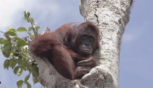Heartbreaking Image Of Orangutan Clinging To Last Tree Reveals Toll Of Palm Oil Industry
