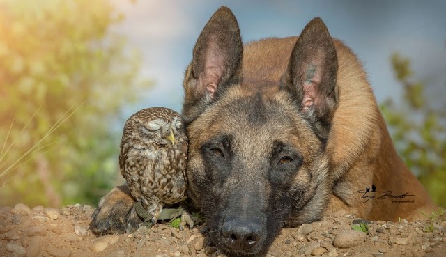 Tiny Owl Adopts Belgian Shepherd, And Now They’re The Best Of Friends! [Photos]