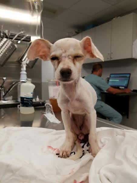 The puppy that suffered from rectal prolapse. Credit: Adore-a-Bullie Paws and Claws