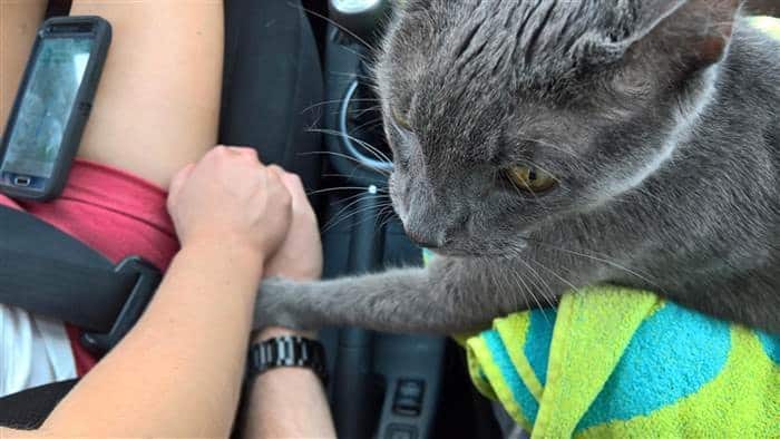 Elderly Cat Holds Hands With His Humans During Final Car Ride Together