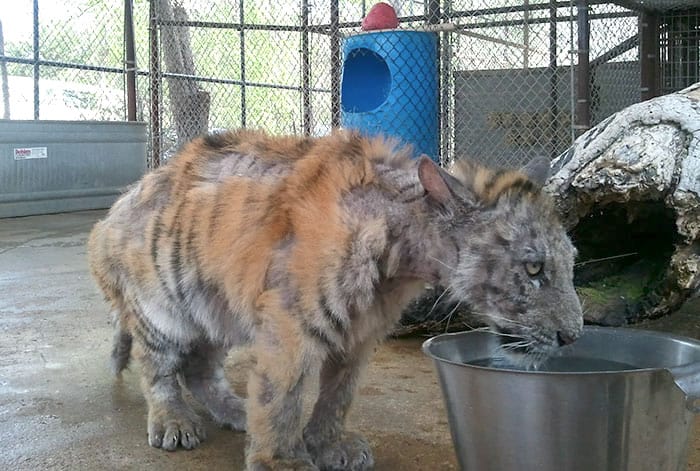 Sick Tiger Cub Gets Rescued From Circus And Makes Remarkable Recovery
