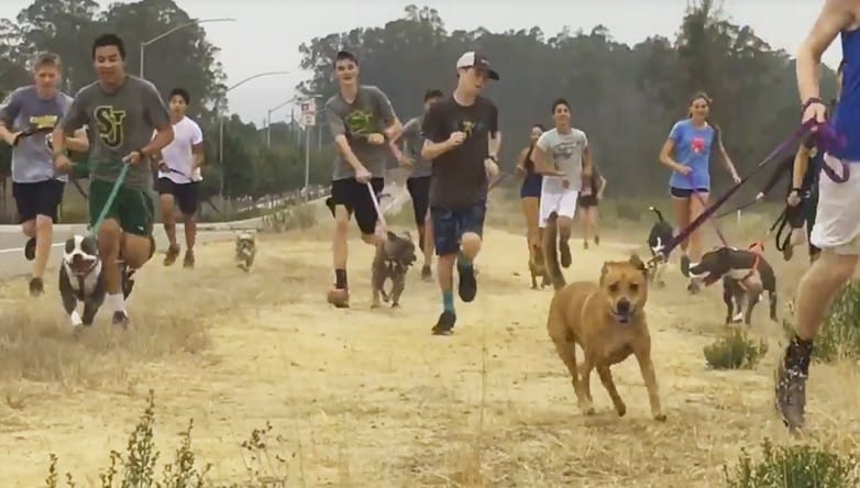 High School Cross-Country Team Invites Shelter Dogs To Join In On Morning Run
