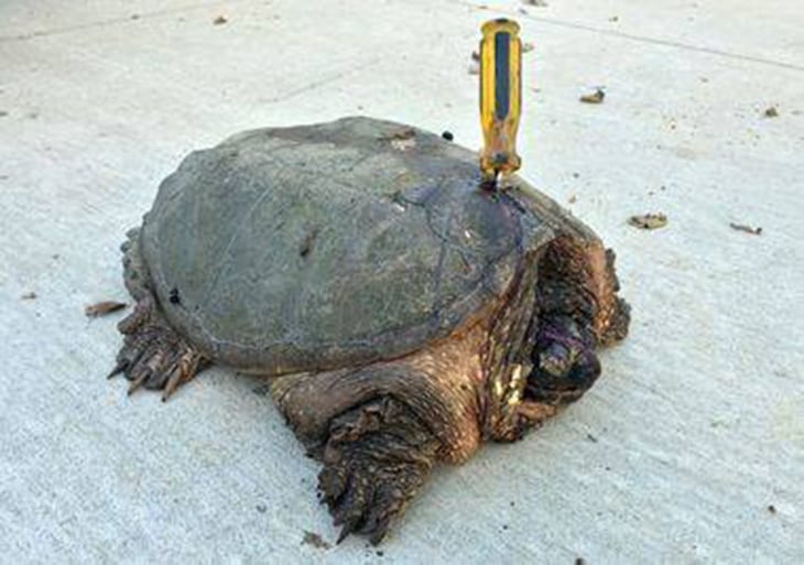 Someone Tried To Kill Her, But This Turtle Refuses To Give Up On Life
