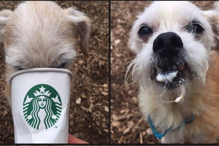 Shelter Takes Out Dogs On “Puppuccino” Dates To Help Them Get Adopted