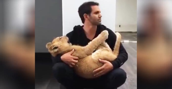 Man Asks Lioness Cub For A Hug… What Happens Next Is Astounding! [Watch]