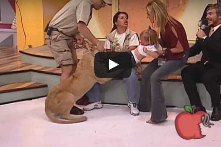 [Watch] The Terrifying Moment A Lion Tries To Eat A Toddler On Live TV
