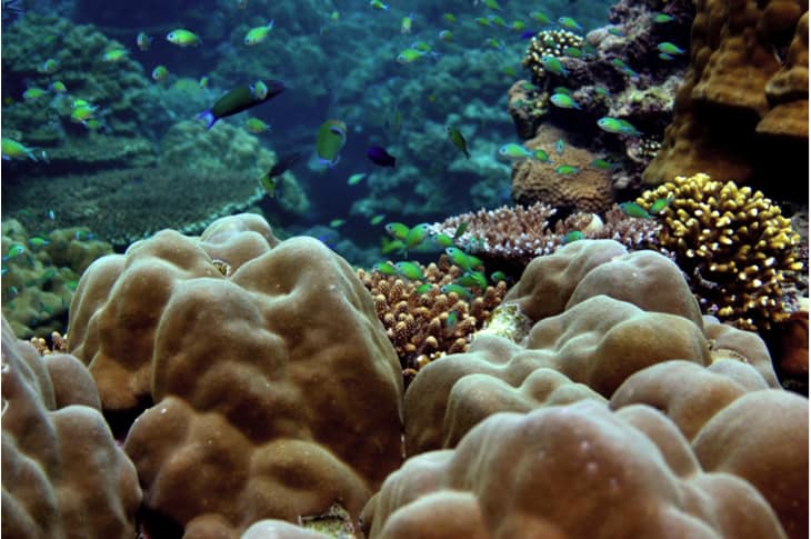3D-Printed Coral Reefs Could Be The Future Of Restoring Marine Ecosystems