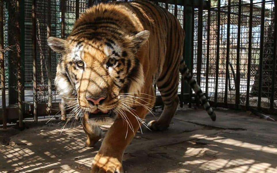 Gaza Zoo Becomes A Nightmare For Wildlife Due To Israeli Bombings