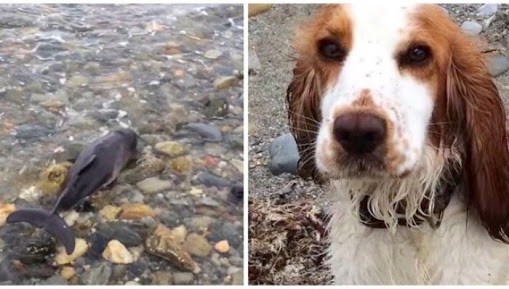 Dog Saves Baby Dolphin Stranded On The Beach In Wales