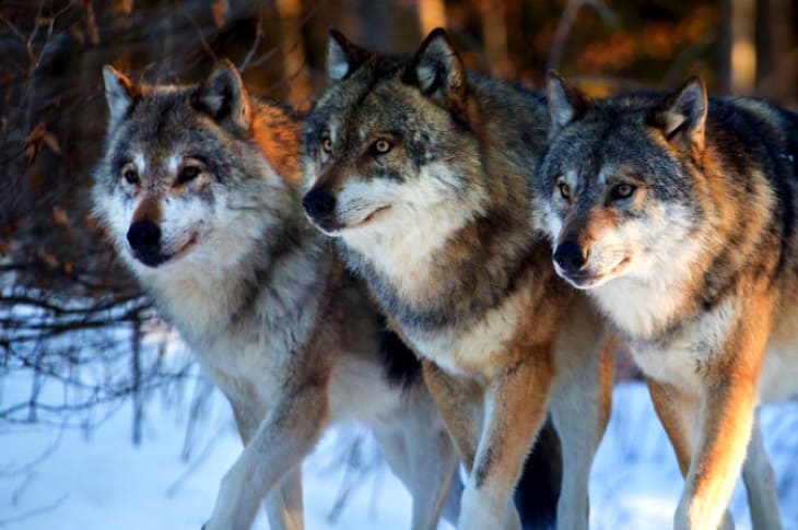 Washington State Is Killing Endangered Wolves To Protect Commercial Livestock