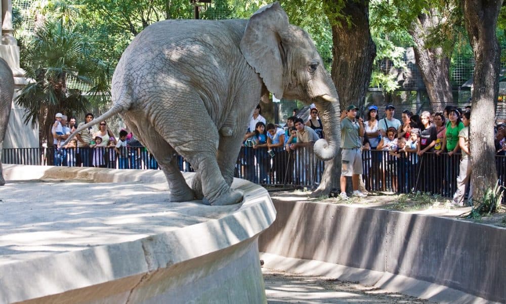 Victory! Buenos Aires To Close Its Zoo Because “Captivity Is Degrading”